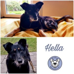 Hella - Gnadenplatzhund seit dem 15.03.2023 - RBB 02/25