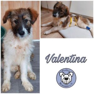VALENTINA - Gnadenplatzhund seit dem 18.03.2023