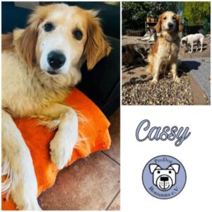 CASSY - Gnadenplatzhund seit dem 29.04.2023