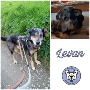 LEVAN - Gnadenplatzhund seit dem 29.10.2022 - vermittelt