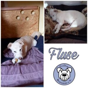 FLUSE - Gnadenplatzhund seit dem 17.12.2022 - vermittelt
