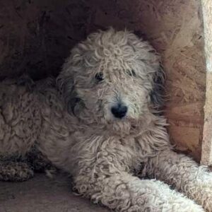 JULINA - viel zu dünn - vermittelt Manuela