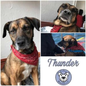 Thunder - Gnadenplatzhund seit dem 14.03.2023