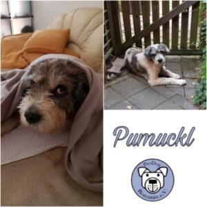 PUMUCKL - Gnadenplatzhund seit dem 21.12.2022 - RBB 20.09.2023