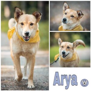 Arya in 72227 Egenhausen - vermittelt