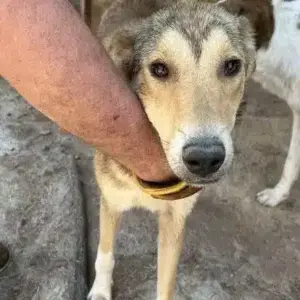 O'MALLEY - ausgereist zum TH Gifhorn