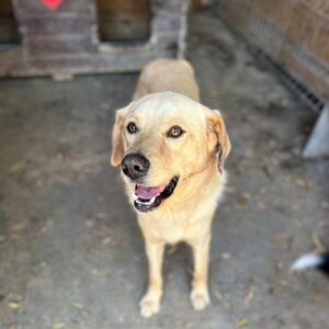 MARINO - vermittelt NadineH