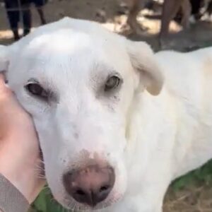 JUNO - ausgereist zu Vergessene Pfoten Stuttgart