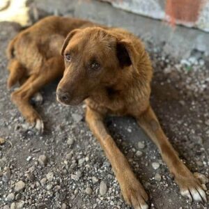JULIETTE - auf PDR Gnadenplatz auf dem Eulenhof