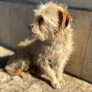 TALIA - zu dünn - ausgereist zum TH Wannigsmühle