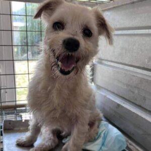 PIXELLINE - vermittelt MD