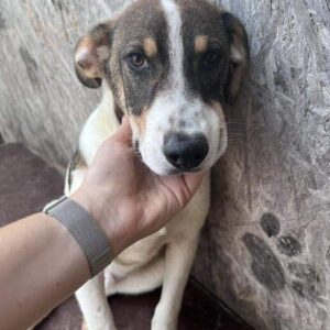 MARIBU - auf PDR PS im PLZ Bezirk 21 - vermittelt