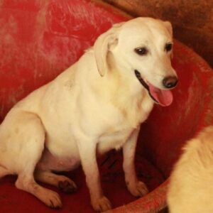 ALBINA - auf PDR PS im PLZ Bezirk 34 - vermittelt