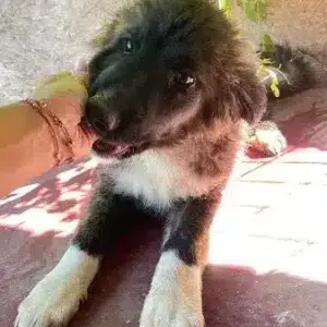 IZZY - ausgereist auf PDR PS im PLZ Bezirk 66 - vermittelt