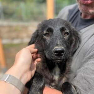 PAPRICO - vermittelt NH