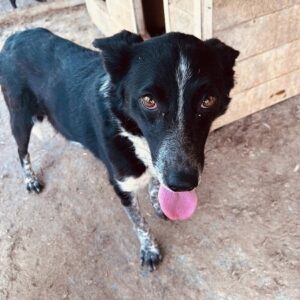 CICI - ausgereist zum TH Filderstadt