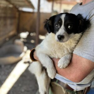 SPEEDY - vermittelt MD