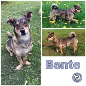 Bente (♀) in 78733 Aichhalden b. Schramberg - vermittelt