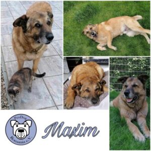 MAXIM - Gnadenplatzhund seit dem 04.03.2023