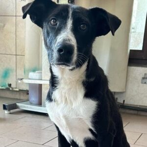 STUE - Dreibein – ausgereist zum Kinder- und Tierschutzhof Hahnenberg