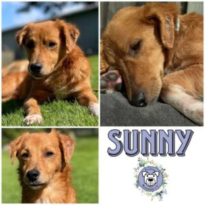 Sunny in 24960 Munkbrarup/b. Flensburg - vermittelt