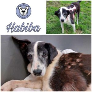HABIBA - Gnadenplatzhund seit dem 18.08.2023 - RBB 30.10.23