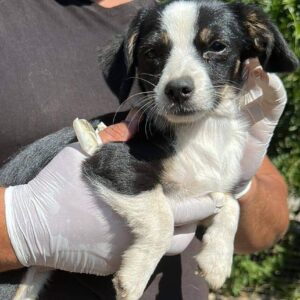 LINNIE (BOSSI) - ausgereist zum TH Tuttlingen