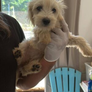 ARINA - auf PDR PS im PLZ Bezirk 26 - vermittelt