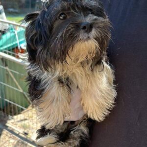 KENNO - ausgereist zum TH Tuttlingen