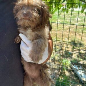 FUSSILI - ausgereist zum TH Tuttlingen