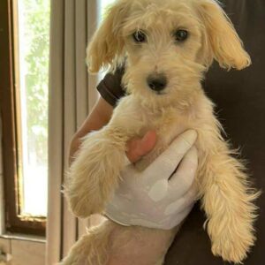 ATANA - auf PDR PS im PLZ Bezirk 26 - vermittelt