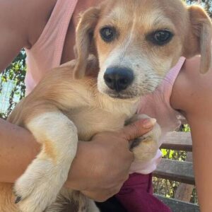 NANDY - ausgereist zum TH Tuttlingen