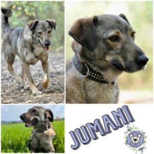 JUMANI (♂) in 39624 Sallenthin