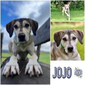 Jojo (♂) in 99636 Ostramondra