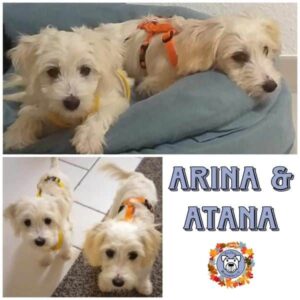 ARINA & ATANA in 26817 Rhauderfehn/ Ostfriesland - bd. vermittelt