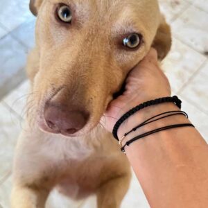 NOUGAT - ausgereist zum TH Gifhorn