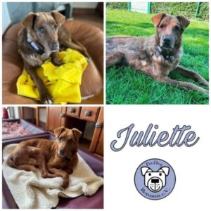 JULIETTE - Gnadenplatzhund seit dem 15.07.2023