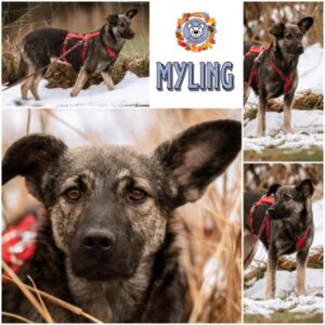 MYLING in 53937 Schleiden - vermittelt