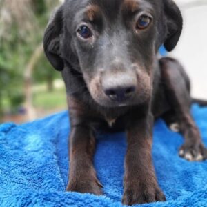 POTTER - vermittelt Betty