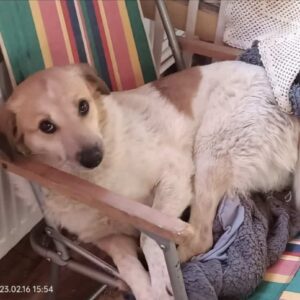 FREDA (*FLORI) (♀)