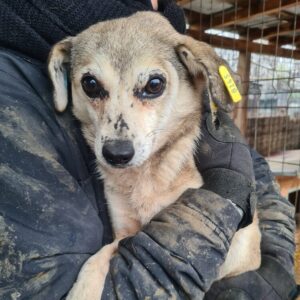 ZISKA - reserviert MfTL AN - vermittelt