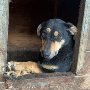 DHARMA - vermittelt LS