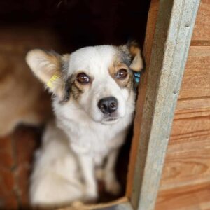 ESTELLE - reserviert LS vermittelt