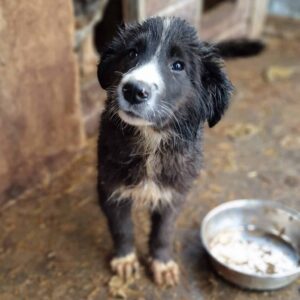 MERCY - reserviert Hundescheune Fläming - vermittelt