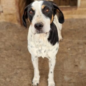 HILDE (♀) - vermisst 11/24