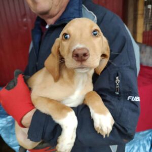 BIJOU - reserviert TH Limburg vermittelt