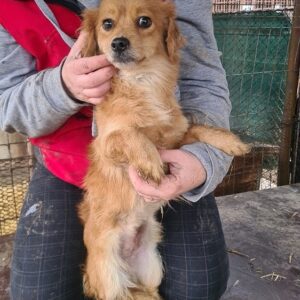 POLLY - reserviert NadineH vermittelt