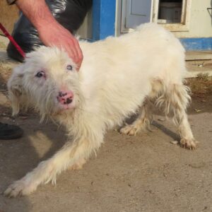 ANKI - sieht vermutlich nur schemenhaft - reserviert TH Koblenz - vermittelt