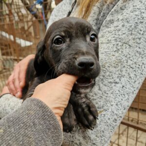LYANN - Hautprobleme - reserviert TINO - vermittelt