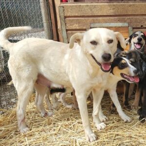 MONTANA (= CHEYENNE)